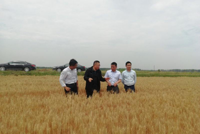 皖垦种业总经理夏献锋赴阜南分公司督导小麦种子生产及午收准备情况