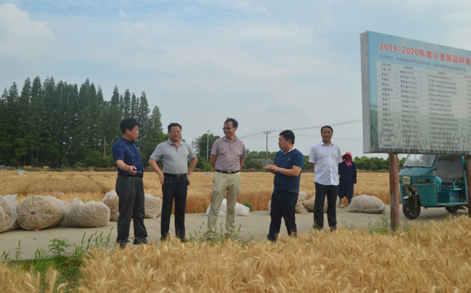 江苏省金土地种业领导莅临天长分公司考察指导小麦种子生产
